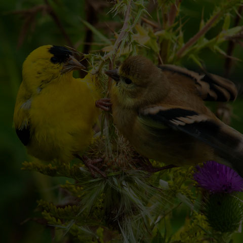 American Goldfinch