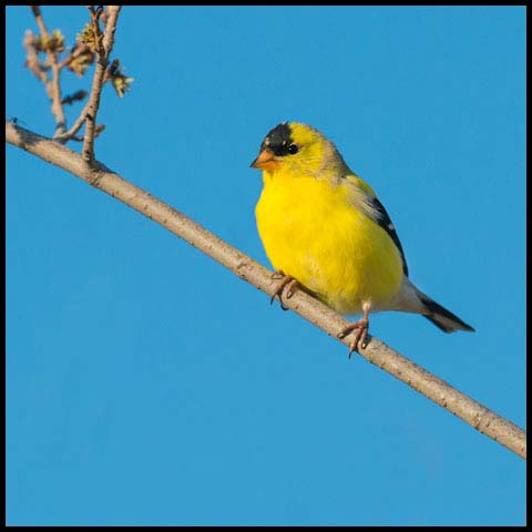 American Goldfinch