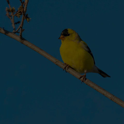 American Goldfinch