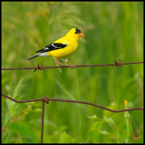 American Goldfinch