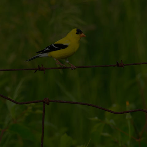 American Goldfinch