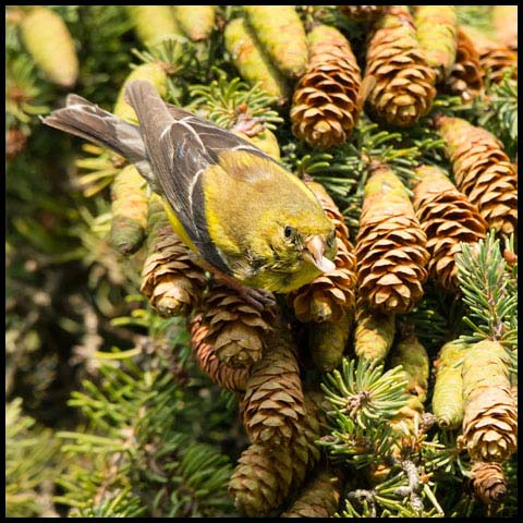 American Goldfinch