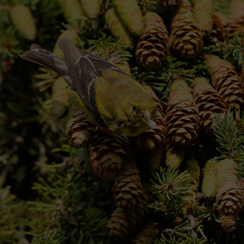 American Goldfinch
