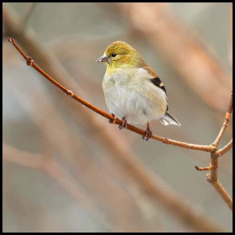 American Goldfinch