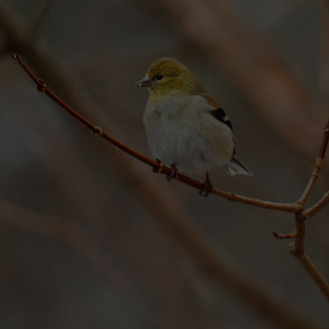 American Goldfinch