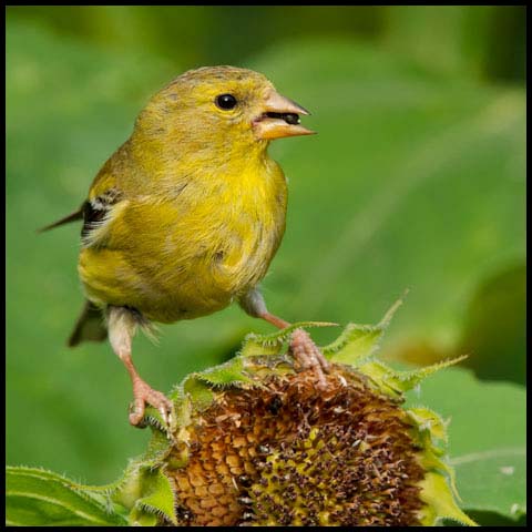 American Goldfinch