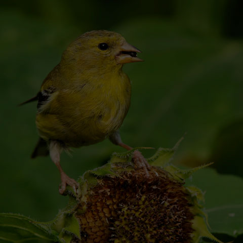 American Goldfinch