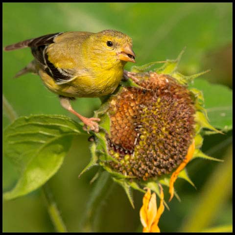 American Goldfinch