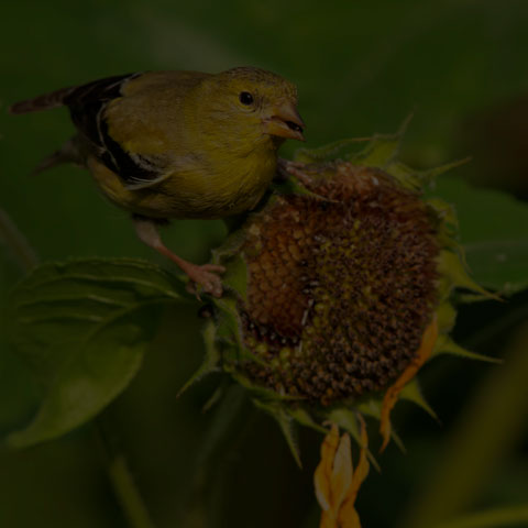 American Goldfinch