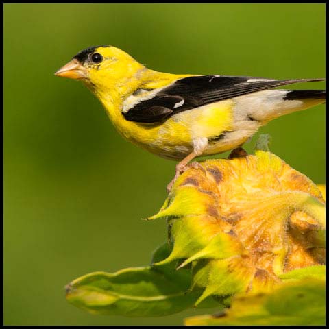 American Goldfinch