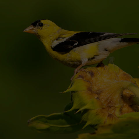 American Goldfinch