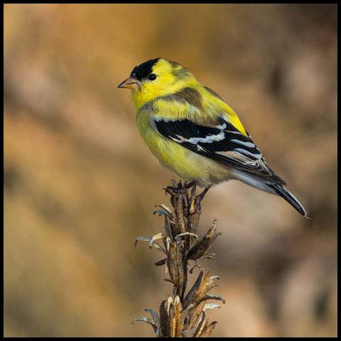 American Goldfinch