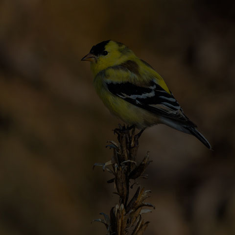 American Goldfinch