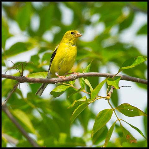 American Goldfinch