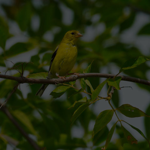 American Goldfinch