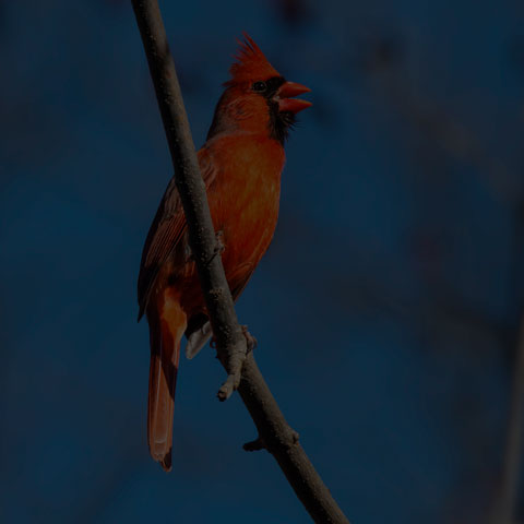 Northern Cardinal