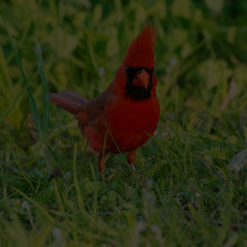 Northern Cardinal