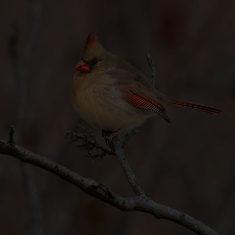 Northern Cardinal