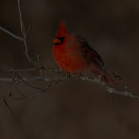 Northern Cardinal