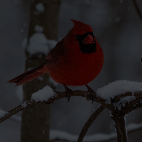 Northern Cardinal
