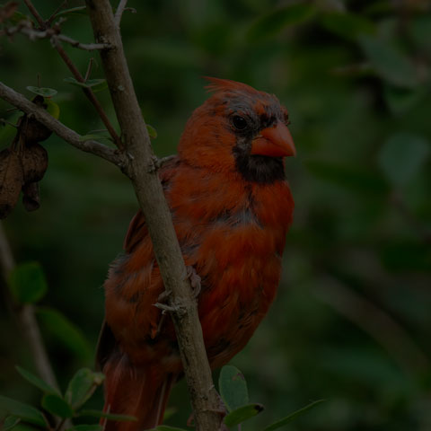 Northern Cardinal
