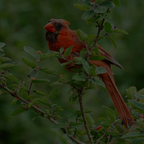 Northern Cardinal