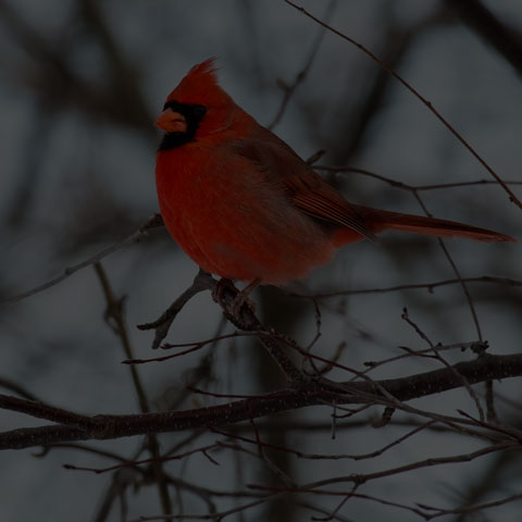 Northern Cardinal