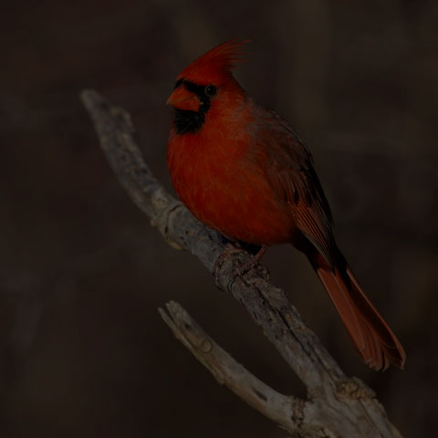 Northern Cardinal