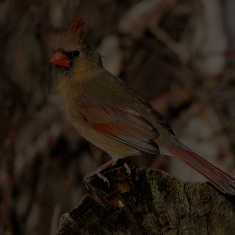 Northern Cardinal