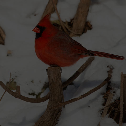 Northern Cardinal