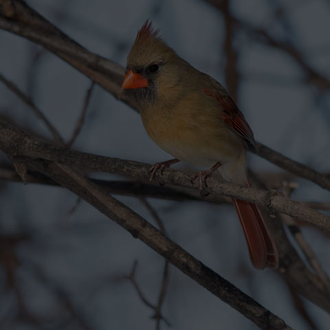 Northern Cardinal