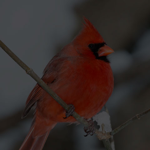 Northern Cardinal