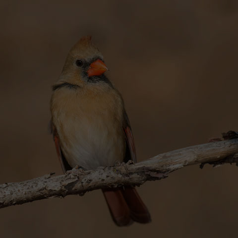 Northern Cardinal
