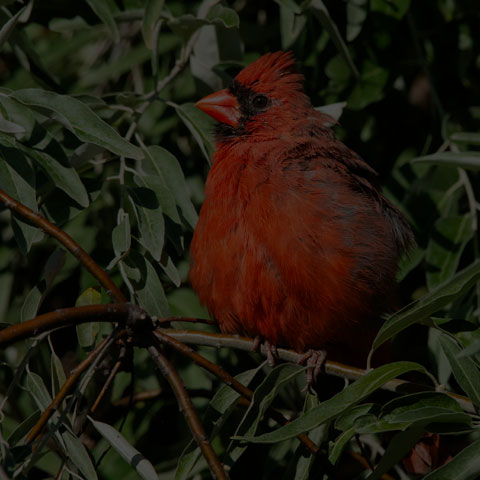 Northern Cardinal