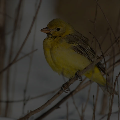 Western Tanager