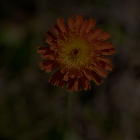 Orange Hawkweed