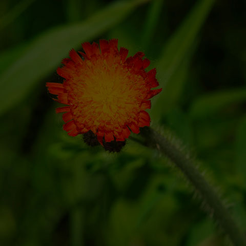 Orange Hawkweed