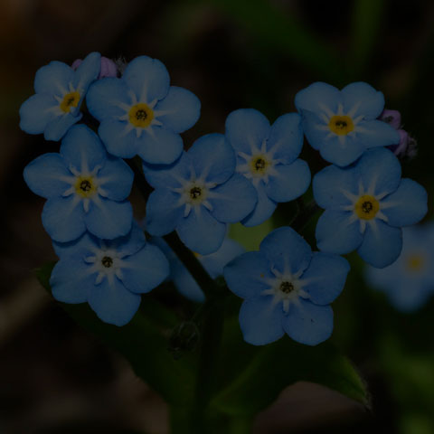 Wood Forget-Me-Not
