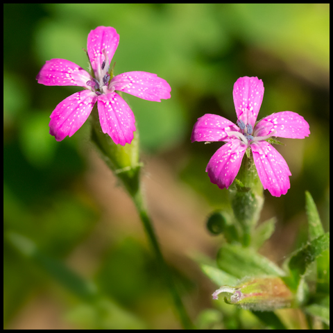 Deptford Pink