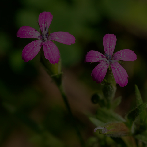 Deptford Pink