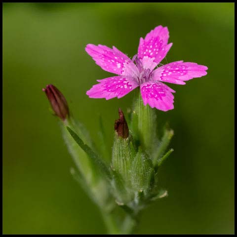 Deptford Pink