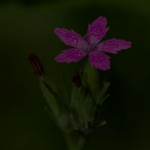 Deptford Pink