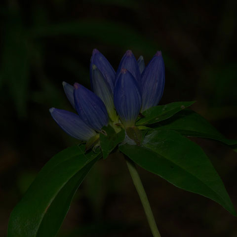 Closed Bottle Gentian