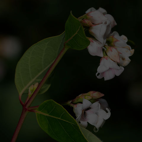 Spreading Dogbane